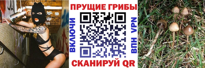 Галлюциногенные грибы ЛСД  блэк спрут ссылка  Унеча  продажа наркотиков 